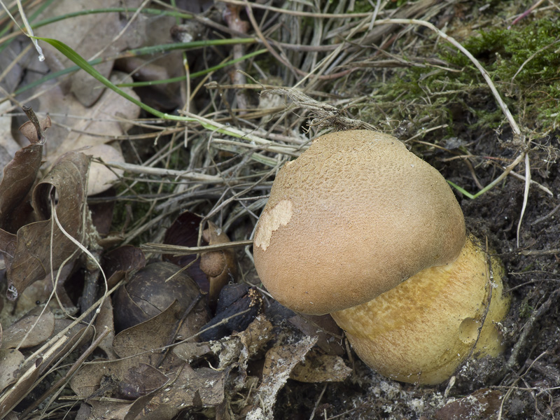 Aureoboletus moravicus